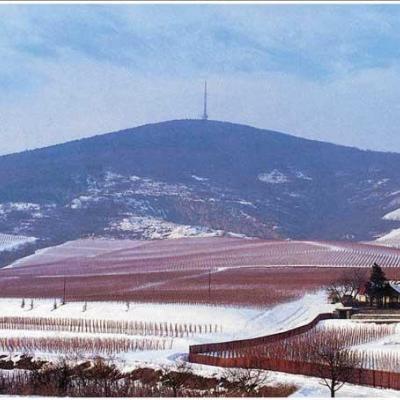 Hétszőlő Rt. palackozó